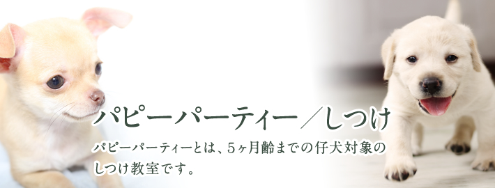 パピーパーティー／しつけ｜パピーパーティーとは、５ヶ月齢までの仔犬対象のしつけ教室です。